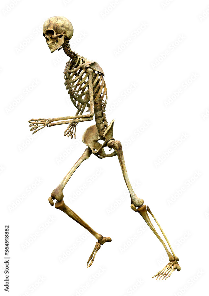 3D Rendering Human Skeleton on White 3D Rendering Human Skeleton on White
