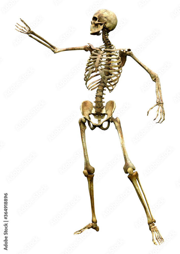 3D Rendering Human Skeleton on White 3D Rendering Human Skeleton on White