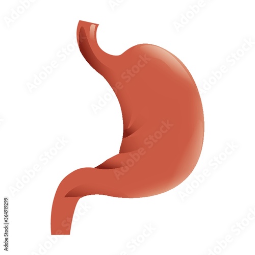 human stomach
