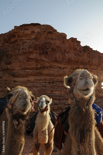 Camels in evening sun