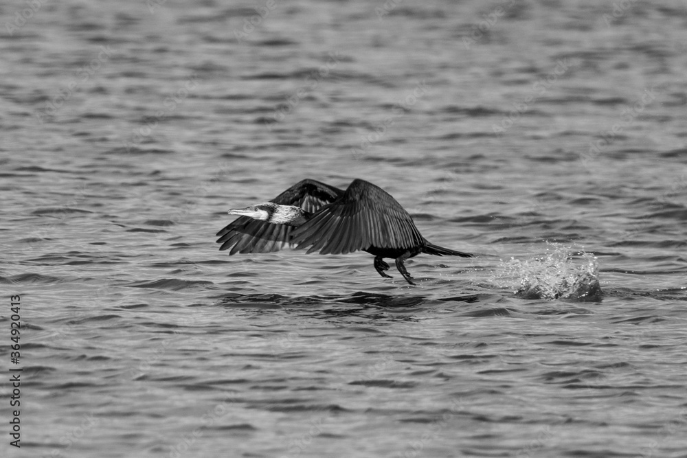 Fototapeta premium Great Cormorant Flying to it's New Destination Wildlife Holland in Monochrome Black and White with Beautiful Water Waves as Backdrop Background Wallpaper 