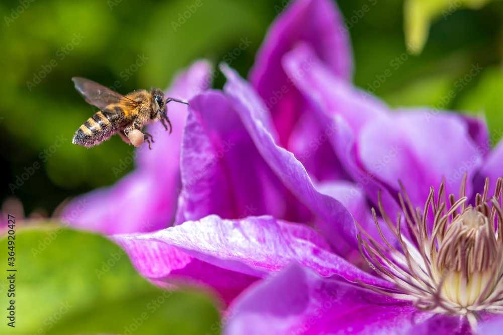 Macro of honey bee collecting pollen and suck nectar on a flower Macro of honey bee collecting pollen and suck nectar on a flower