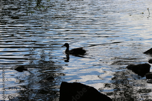  Wild ducks swim in a pond. Clouds are reflected in the river in the evening during sunset. Aquatic plants grow on water
