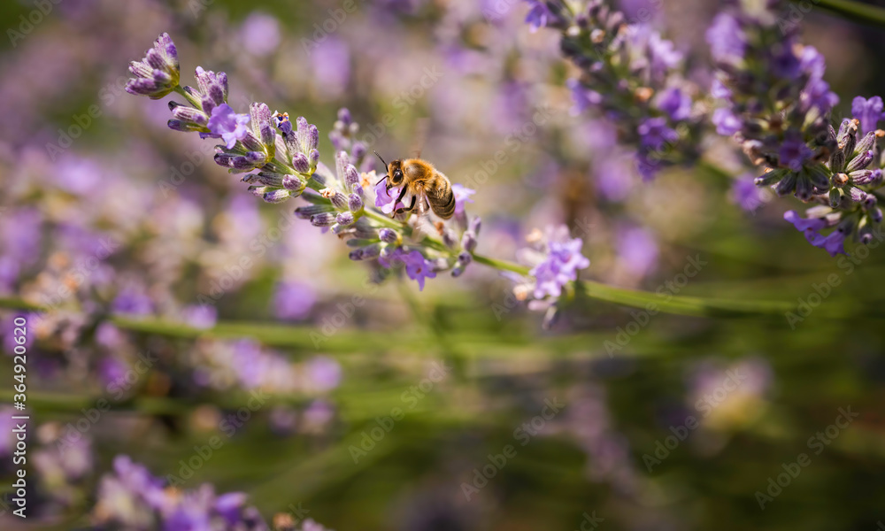 Close-up photo of a Honey Bee gathering nectar and spreading pollen on violet flovers of lavender. Close-up photo of a Honey Bee gathering nectar and spreading pollen on violet flovers of lavender.