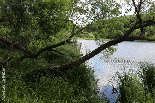 The green banks of the river are beautiful on a summer day. An old willow fell to the shore.