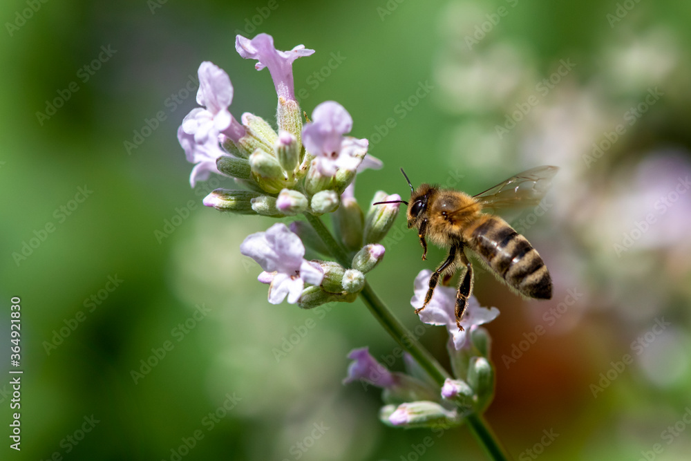 Macro of honey bee collecting pollen and suck nectar on a flower Macro of honey bee collecting pollen and suck nectar on a flower