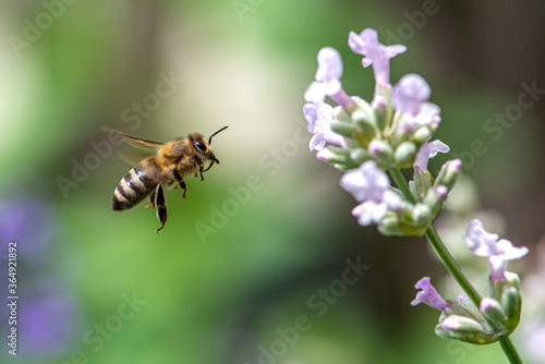 Macro of honey bee collecting pollen and suck nectar on a flower  © mirecca