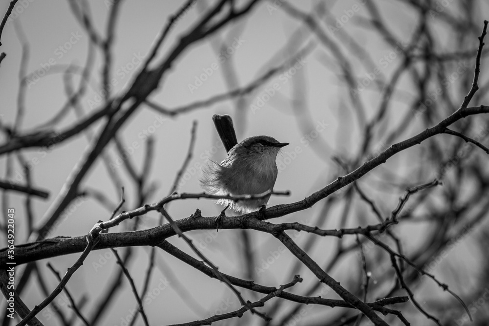 Black and white photo of a wren on a branch Black and white photo of a wren on a branch