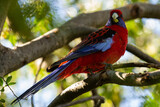 Rosella eating in a tree.