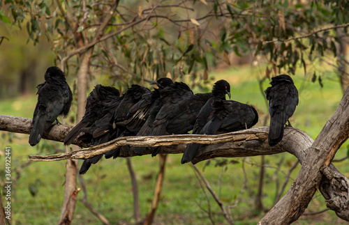 Blackbirds lined up on a branch 