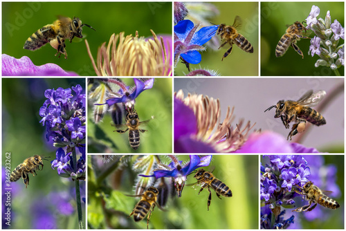 Macro of honey bee collecting pollen and suck nectar on a flower .Collage set.