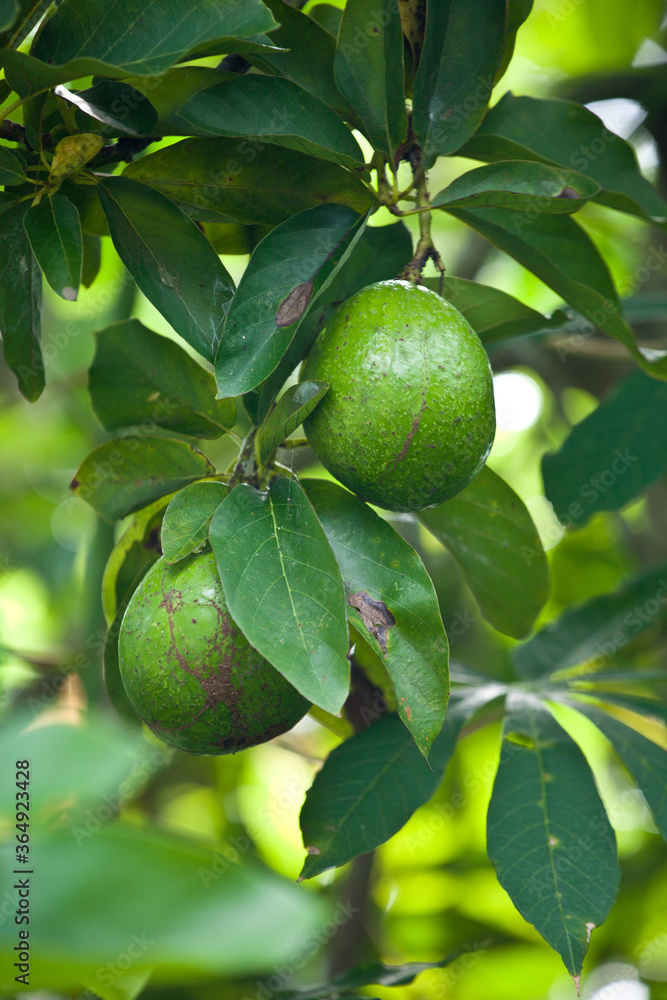 green avocado closeup growing on a tree branch in a wild green avocado closeup growing on a tree branch in a wild