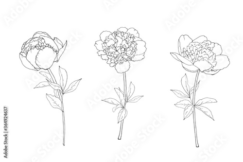 Set with contour flowers peony  branch and leaves. Isolated on white background. Hand drawn. For floral design  prints  greeting card  textiles  invitations. Vector stock illustration.