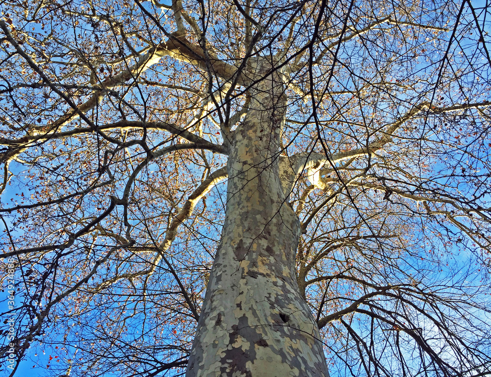 A bare tree with long branches, lit by the sun. A bare tree with long branches, lit by the sun.