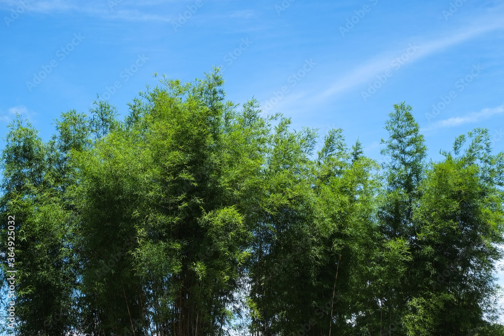 Clump of top green leaves bamboo trees in the garden with blue sky. Clump of top green leaves bamboo trees in the garden with blue sky.