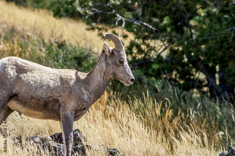 Fototapeta premium Bighorn (Ovis canadensis) in Yellowstone National Park, USA