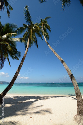 Palms on White Beach. Boracay island. Western Visayas. Philippines photo