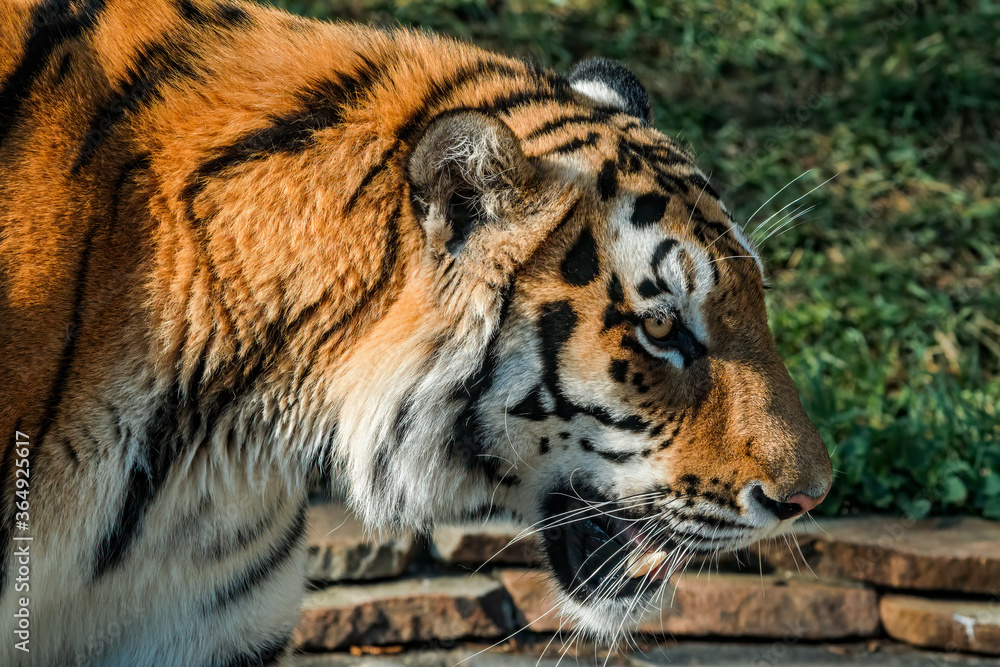 Obraz premium Siberian Tiger (Panthera tigris altaica)