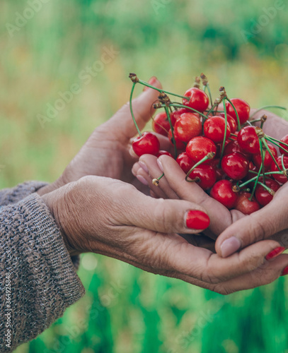 cherries in hands