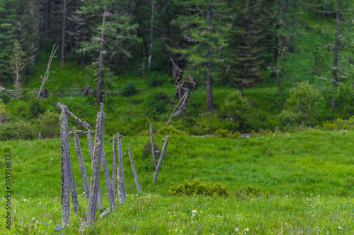 fallen fence in the green forest. Altai Mountain 