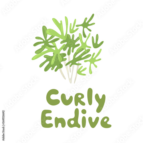 Cichorium endivia salad. Curly endive cute stock illustration. Agriculture, gastronomy, cooking concept, farm. Take part in a salad. Vitamins and minerals. Playful design style, salad ingredient