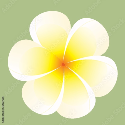 frangipani flower