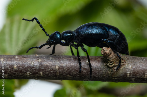 European Oil beetle - Meloe proscarabaeus © spritnyuk