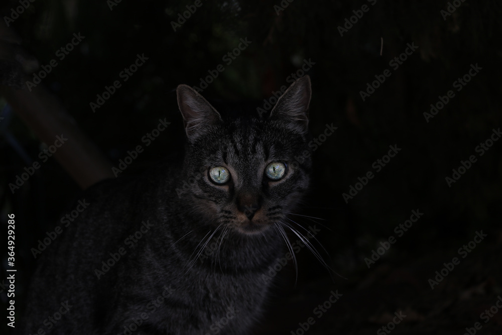 On a dark background is a cat with luminous eyes.