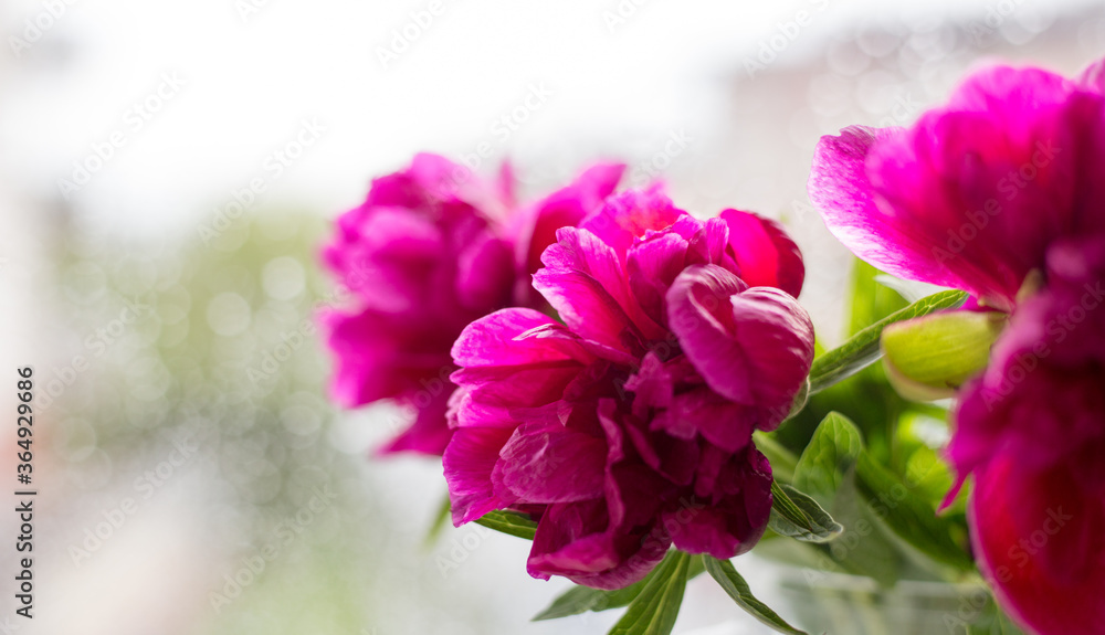 Fototapeta premium Closeup of pink peonies in glass vase against window. Floral shop concept . Beautiful cut bouquet. Flowers delivery, banner