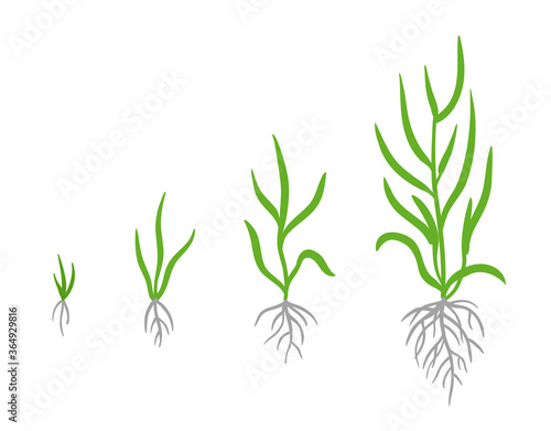 Grass growth stages. Vector infographic clipart. Hand drawn sketch.