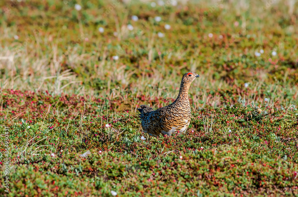 Fototapeta premium Willow Ptarmigan (Lagopus lagopus) female in Barents Sea coastal area, Russia