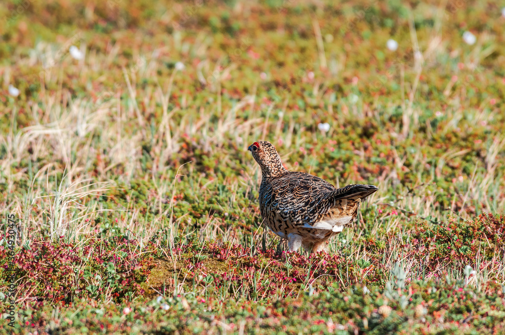 Willow Ptarmigan (Lagopus lagopus) female in Barents Sea coastal area, Russia Willow Ptarmigan (Lagopus lagopus) female in Barents Sea coastal area, Russia
