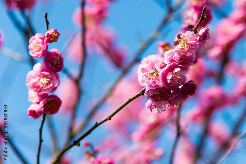 Japanese apricot blossoms at Ritsurin Garden in Takamatsu, Kagawa, Japan. Ritsurin Garden is one of the most famous historical gardens in Japan. Japanese apricot blossoms at Ritsurin Garden in Takamatsu, Kagawa, Japan. Ritsurin Garden is one of the most famous historical gardens in Japan.