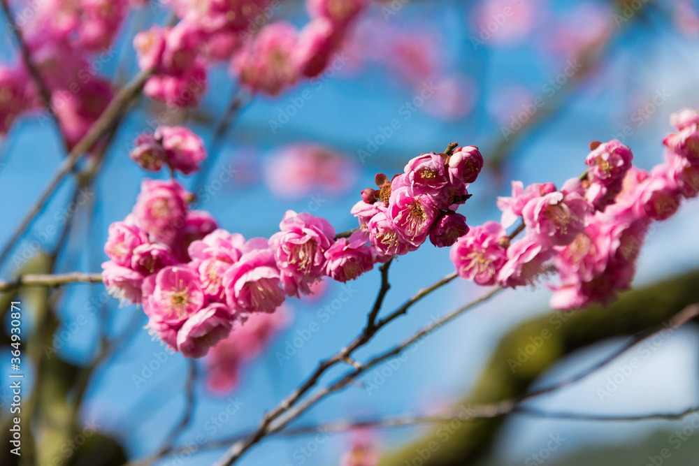 Japanese apricot blossoms at Ritsurin Garden in Takamatsu, Kagawa, Japan. Ritsurin Garden is one of the most famous historical gardens in Japan. Japanese apricot blossoms at Ritsurin Garden in Takamatsu, Kagawa, Japan. Ritsurin Garden is one of the most famous historical gardens in Japan.