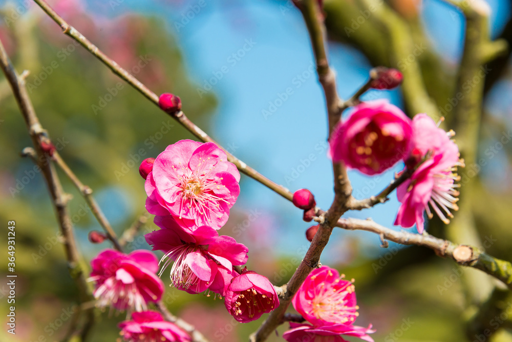 Japanese apricot blossoms at Ritsurin Garden in Takamatsu, Kagawa, Japan. Ritsurin Garden is one of the most famous historical gardens in Japan. Japanese apricot blossoms at Ritsurin Garden in Takamatsu, Kagawa, Japan. Ritsurin Garden is one of the most famous historical gardens in Japan.