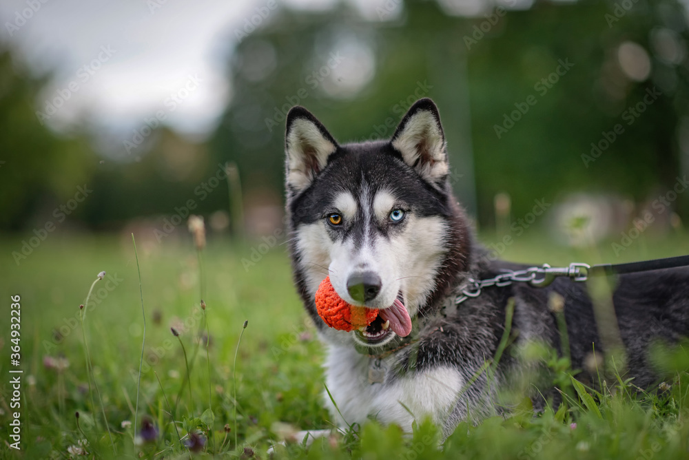 Husky portrait in the park. Close-up photo.