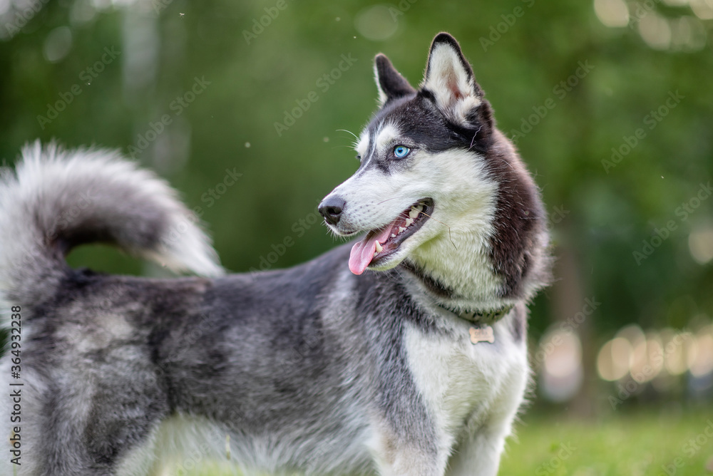 Husky portrait in the park. Close-up photo. Husky portrait in the park. Close-up photo.
