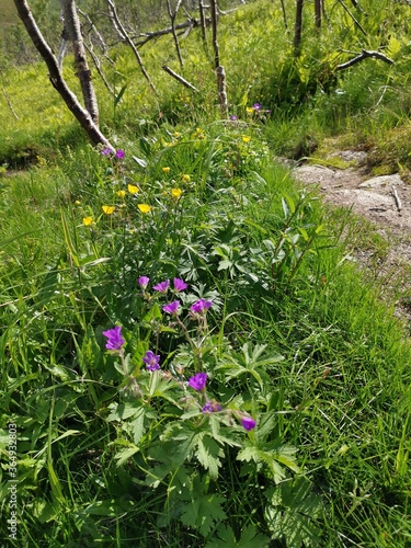 Fototapeta Naklejka Na Ścianę i Meble -  Trees and flowers Måtind Hike Trial Andøy Northern Norway
