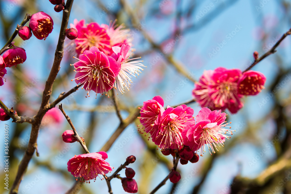 Japanese apricot blossoms at Ritsurin Garden in Takamatsu, Kagawa, Japan. Ritsurin Garden is one of the most famous historical gardens in Japan. Japanese apricot blossoms at Ritsurin Garden in Takamatsu, Kagawa, Japan. Ritsurin Garden is one of the most famous historical gardens in Japan.