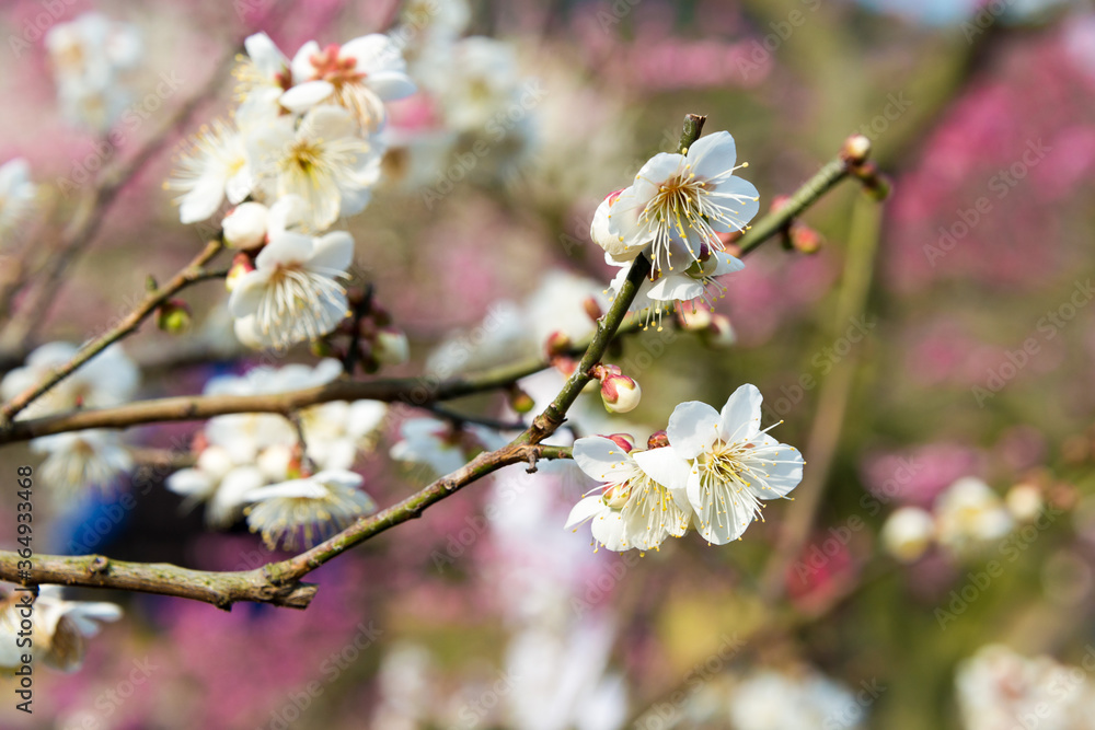 Japanese apricot blossoms at Ritsurin Garden in Takamatsu, Kagawa, Japan. Ritsurin Garden is one of the most famous historical gardens in Japan. Japanese apricot blossoms at Ritsurin Garden in Takamatsu, Kagawa, Japan. Ritsurin Garden is one of the most famous historical gardens in Japan.
