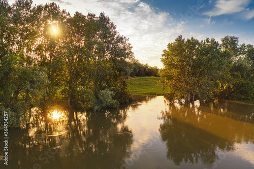 flooded trees in water landscape
