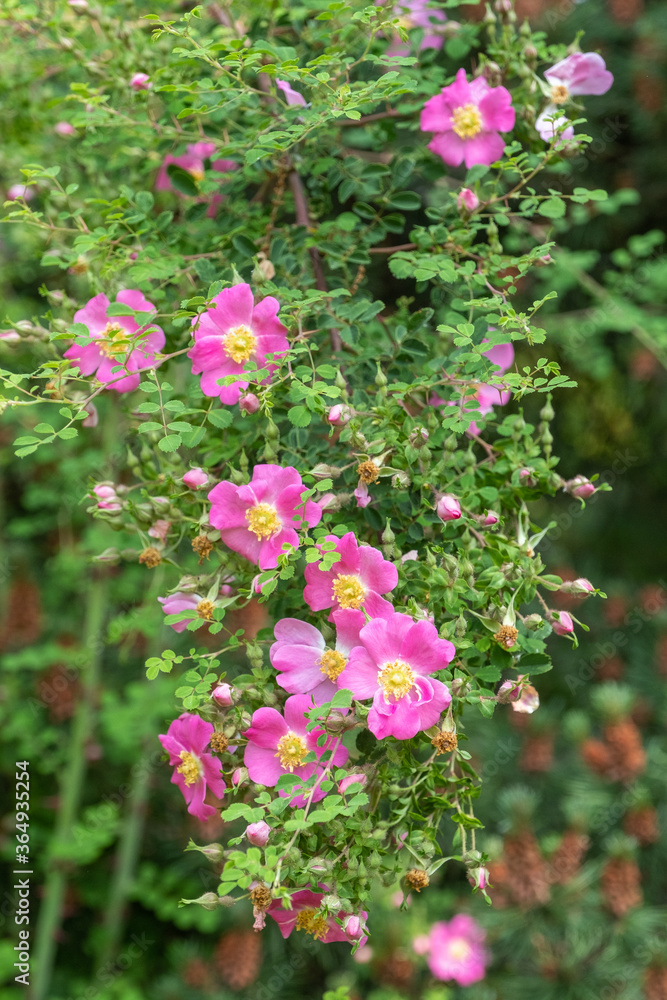 Obraz premium Rosa willmottiae Miss Willmotts Rose