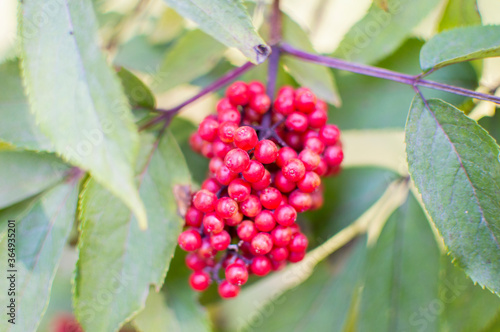 red currant berries viburnum