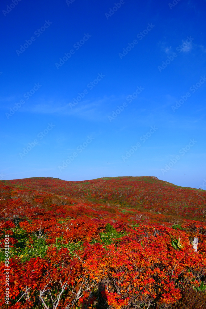 栗駒国定公園、栗駒山の紅葉。栗原、宮城、東北。１０月上旬。