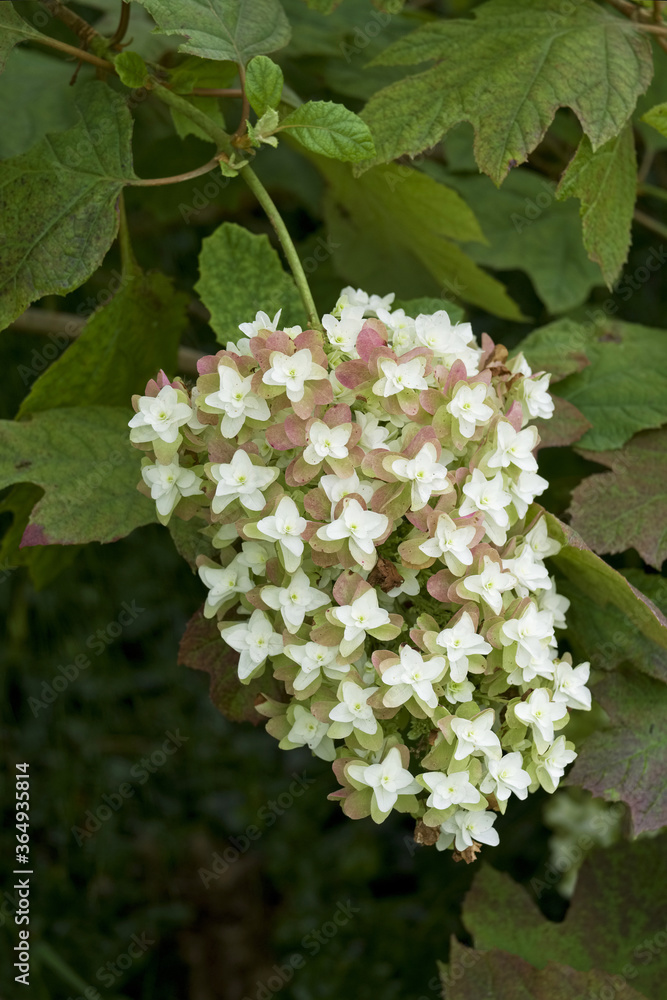 Hydrangea blanche Hydrangea blanche