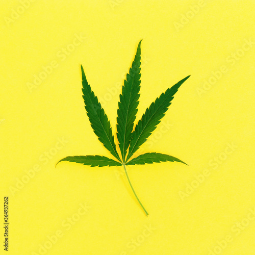 One leaf of Cannabis plant on yellow paper background.