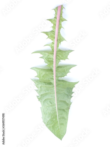 dandelion leaf on a white background