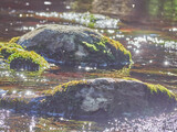 stones in the river. summer