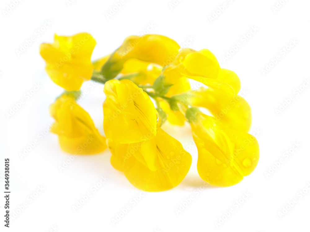 yellow meadow flowers on a white background yellow meadow flowers on a white background