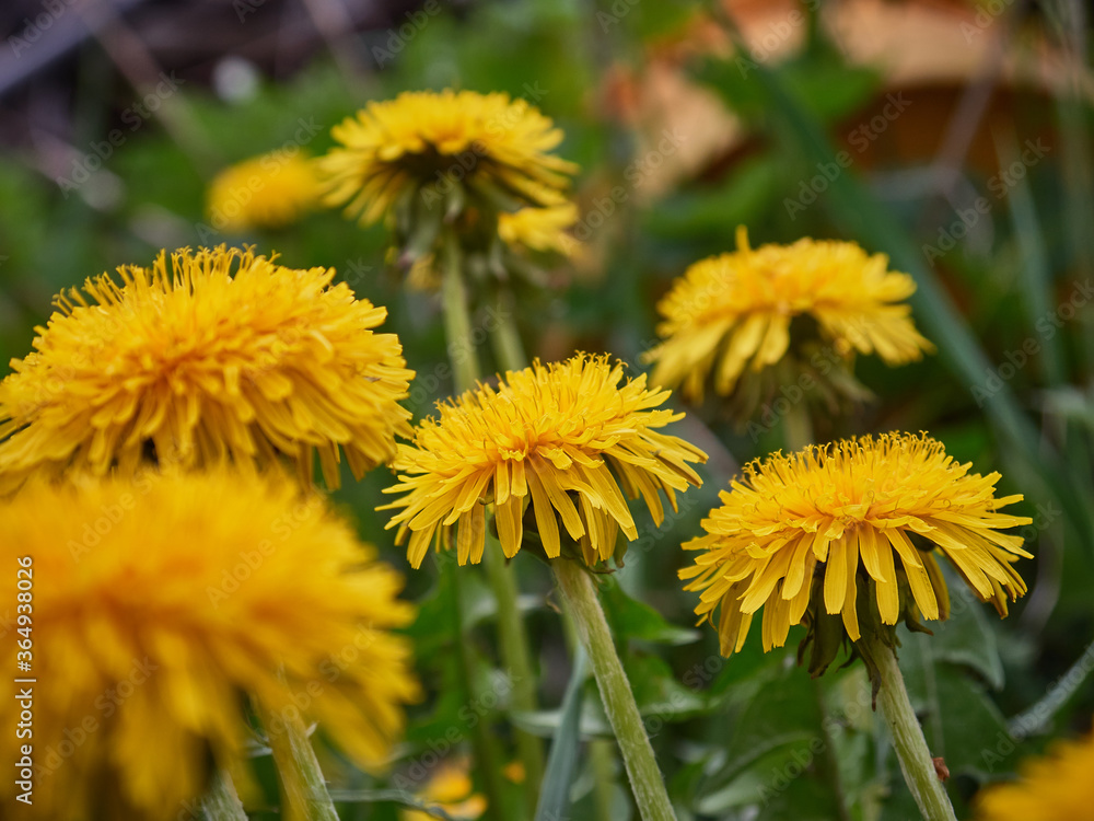 Yellow dandelions in the field. Sunny summer day Yellow dandelions in the field. Sunny summer day